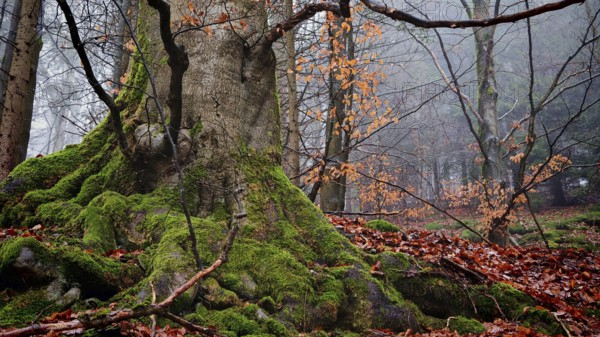 Large tree in autumn forest, covered with moss and surrounded by colorful leaves, mystical,