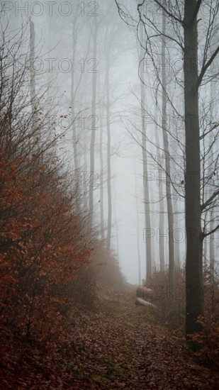 A path covered in fog leads through a bare forest, surrounded by autumn leaves, mystical, romantic,