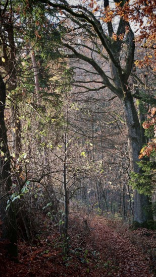 Autumn forest trail with leaves under soft sunshine, mystical, romantic, Franconian Forest nature
