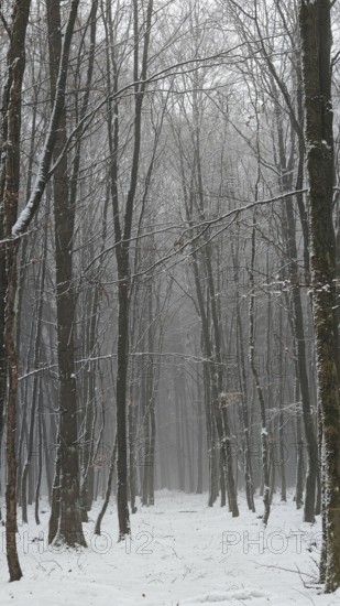 Snow-covered forest with tall trees in a quiet winter atmosphere, mystical, romantic, Rennsteig,