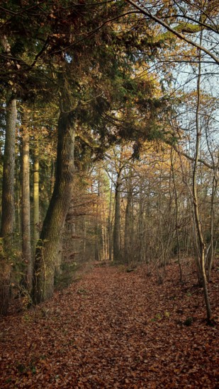 Autumn forest trail covered with colorful leaves in the evening light, mystical, romantic,