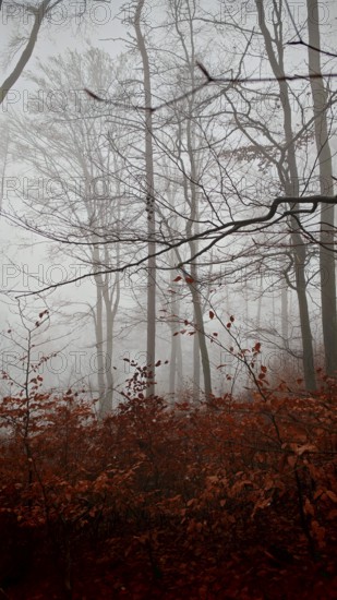 Hazy forest with red leaves and thin branches in a melancholy mood, mystical, romantic, Franconian