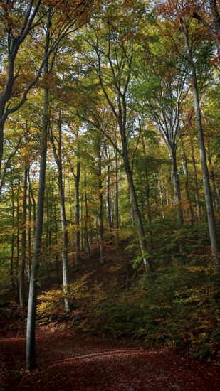 Towering trees with colorful foliage in the gentle autumnal forest landscape, mystical, romantic,