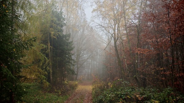 A misty autumn forest with a mysterious trail and colorful foliage, mystical, romantic, Franconian