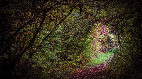 Path through an autumnal forest arch with colorful leaves and mysterious atmosphere, mystical,