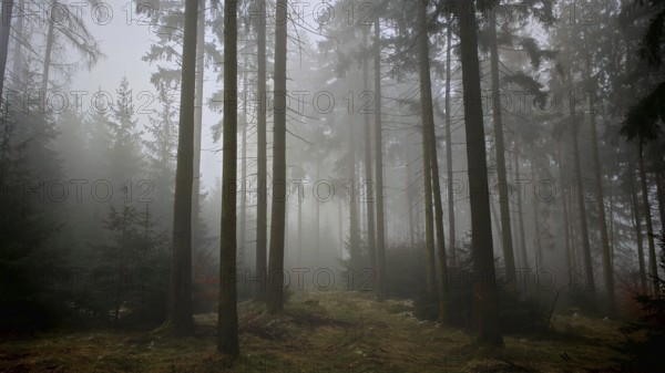 A foggy, dark forest conveys a mysterious atmosphere