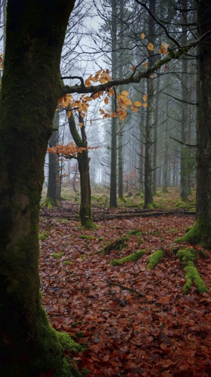 Autumnal forest with moist soil and foggy morning atmosphere, mystical, romantic, Rennsteig,