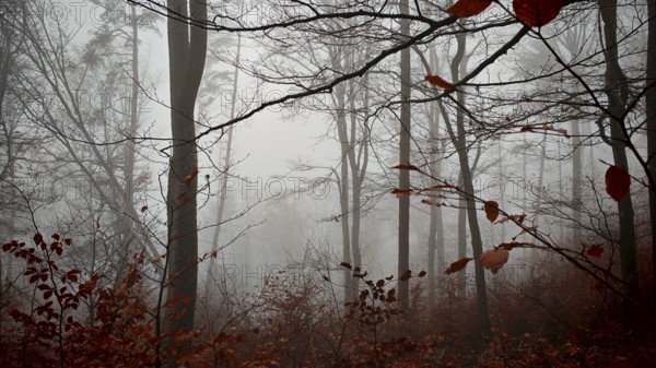 Misty forest with fallen leaves and bare branches full of mystical peace, mystical, romantic,