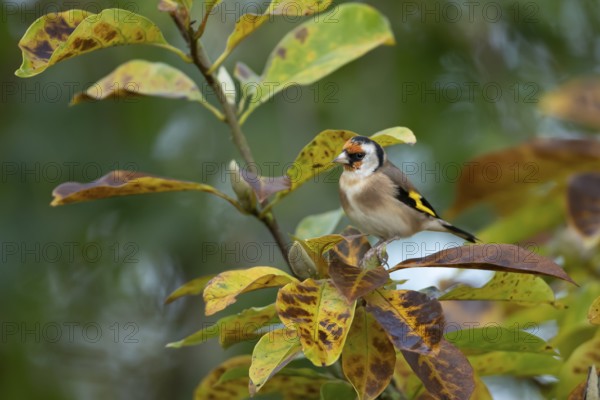 European goldfinch (Carduelis carduelis) adult bird in a garden magnolia tree with autumn colour