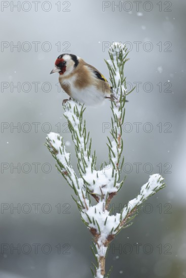 European goldfinch (Carduelis carduelis) adult garden bird on a snow covered Christmas spruce tree