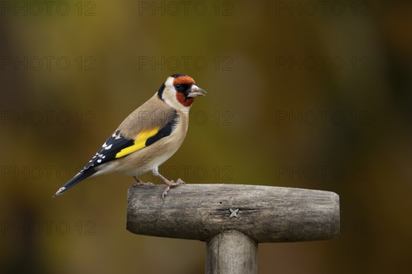 European goldfinch (Carduelis carduelis) adult garden bird on a fork handle in autumn, England,