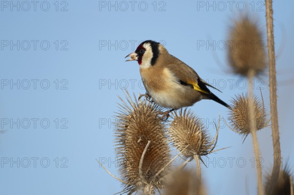 European goldfinch (Carduelis carduelis) adult bird feeding on a Teasel seedhead in winter, RSPB