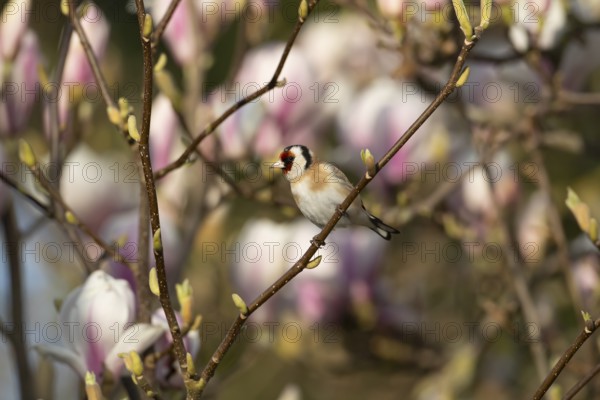European goldfinch (Carduelis carduelis) adult bird in a garden magnolia tree with blossom in