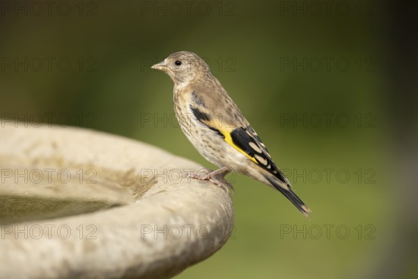 European goldfinch (Carduelis carduelis) juvenile garden bird on a bird bath in summer, England,