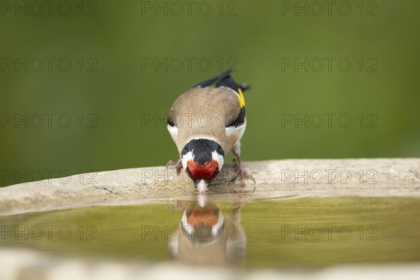 European goldfinch (Carduelis carduelis) adult garden bird drinking water from a bird bath in