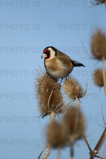 European goldfinch (Carduelis carduelis) adult bird on a Teasel seedhead in winter, RSPB Frampton