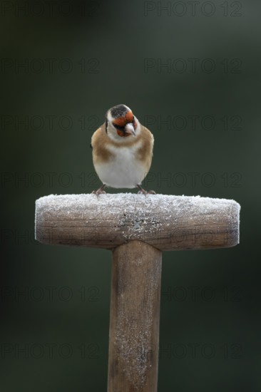 European goldfinch (Carduelis carduelis) adult garden bird on a frost covered fork handle in
