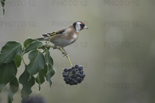European goldfinch (Carduelis carduelis) adult garden bird on an Ivy tree branch in winter,