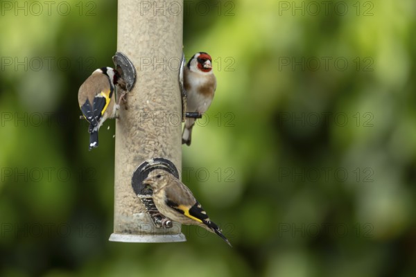 European goldfinch (Carduelis carduelis) two adult birds and a juvenile bird feeding on a garden