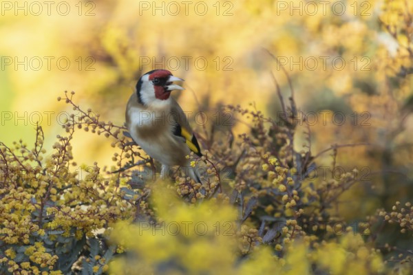 European goldfinch (Carduelis carduelis) adult garden bird in a yellow flowering bush in spring,