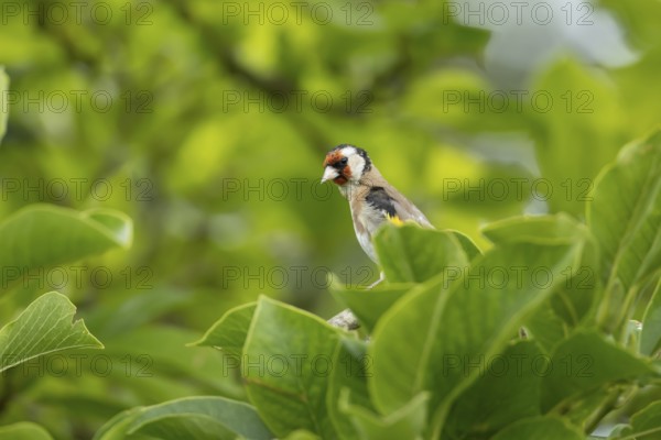 European goldfinch (Carduelis carduelis) adult bird in a garden magnolia tree in summer, England,