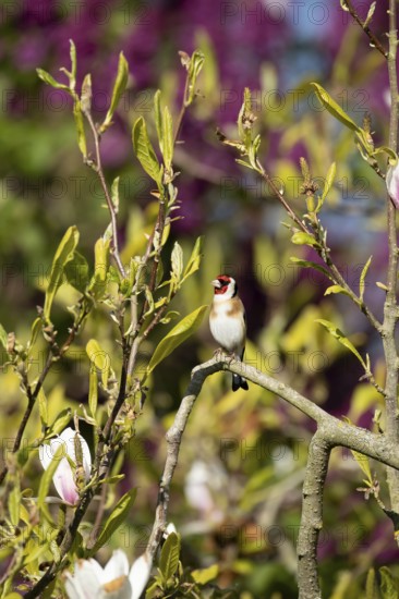 European goldfinch (Carduelis carduelis) adult bird in a garden magnolia tree in spring, England,