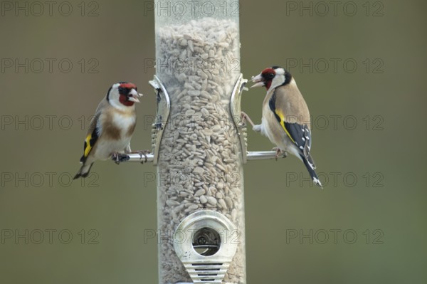 European goldfinch (Carduelis carduelis) two adult birds feeding on a garden bird feeder filled
