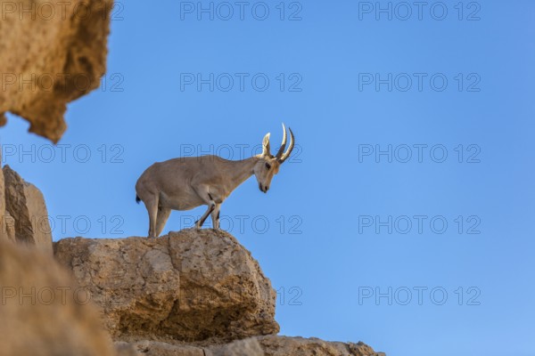Mitzpe Ramon, Israel, Negev Desert, The Ibex a symbol of Israel in the cliffs of the Makhtesh Ramon