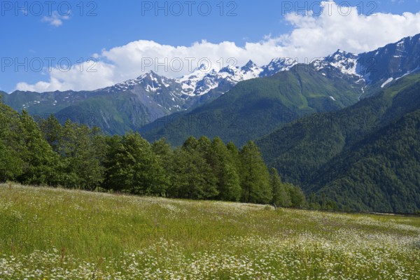 Flower meadow under bright blue sky, surrounded by snow-capped mountains and green forests,