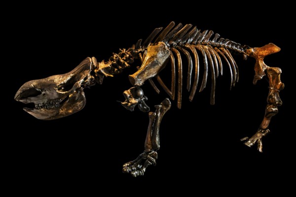 Reconstruction of the left skeletal side of a woolly rhinoceros, found near Sersno, Piast Castle
