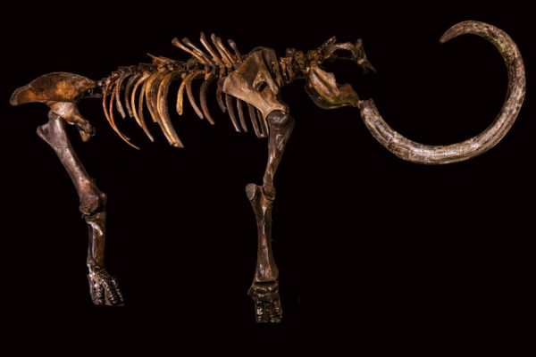 Reconstruction of the right skeletal side of a mammoth, found near Peiskretscham, Piast Castle
