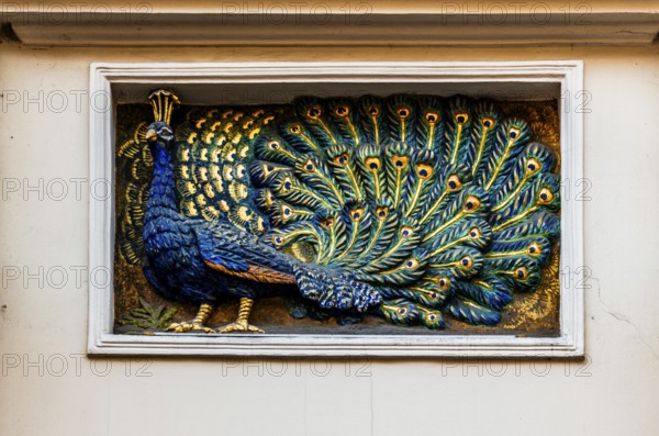 Peacock, details of old town lanes, Krakow, Poland