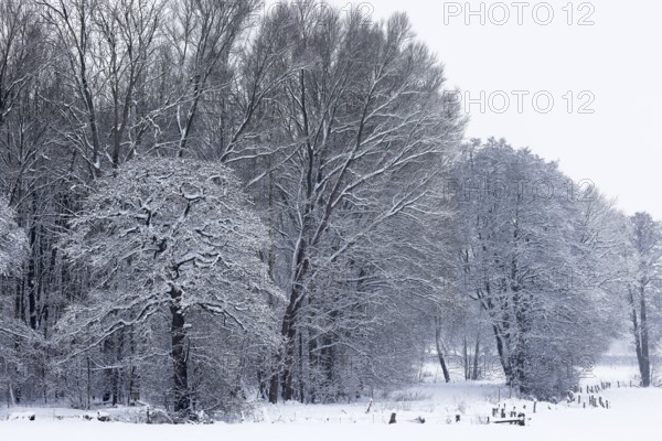 Deep snowy winter landscape with snow-covered trees on the edge of the forest, Schleswig-Holstein,