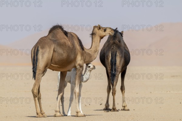 Dromedary (Camelus dromedarius), camels, in desert, Rhub al Khali, Empty Quarter, Emtpy Quarter,