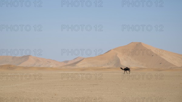 Dromedary (camel) in front of sand dunes in the Rhub al Khali desert, Empty Quarter, largest sand