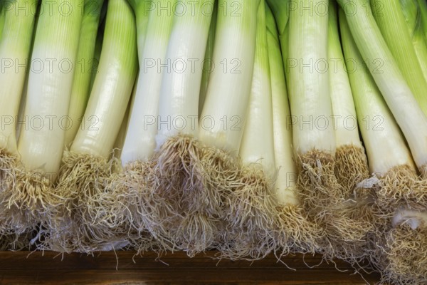 Close-up of freshly harvested Allium porrum - Leeks for sale at farm stand in autumn, Quebec,