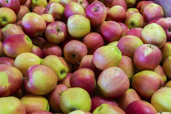 Close-up of freshly harvested Malus 'Gala' Apples in wooden bin at a farm stand in autumn, Quebec,