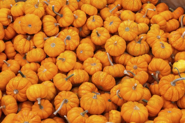 Close-up of freshly harvested Baby orange Cucurbita - Pumpkins for sale in a bin at farm stand in