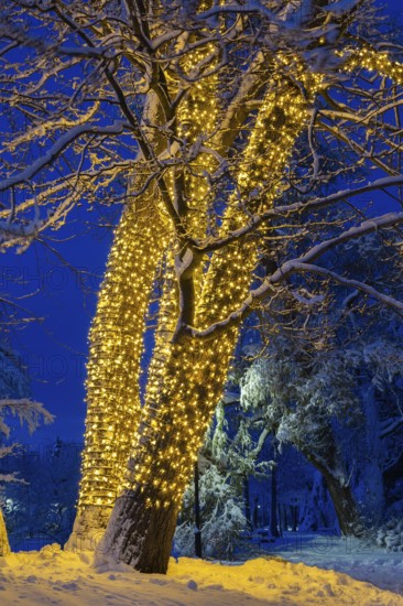 Large tree trunks decorated with illuminated Christmas lights and covered with winter like snow in
