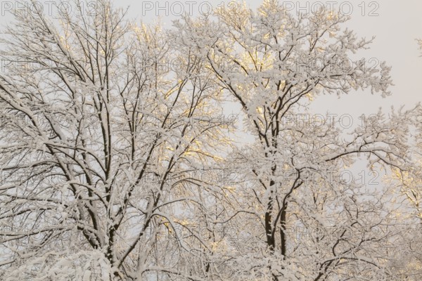 Side lit tall deciduous trees with branches covered with freshly fallen winter like snow at sunset