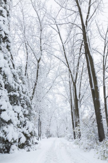 Wide walking path through misty forest of tall deciduous and evergreen trees covered with freshly