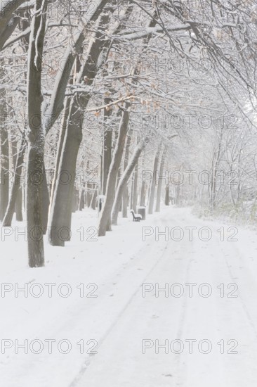 Wide walking path through foggy forest of tall deciduous and evergreen trees covered with freshly