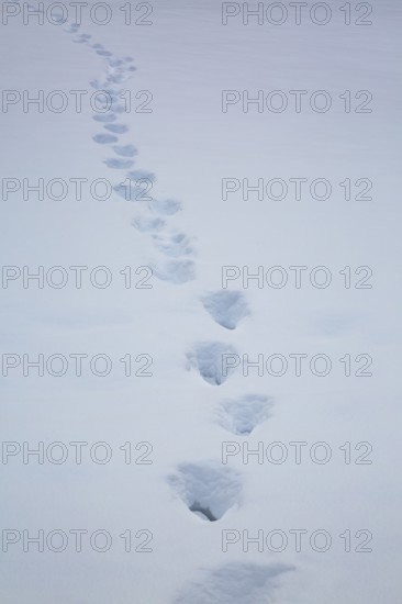 Trail of heavy boot prints left behind by person walking in freshly fallen winter like snow in