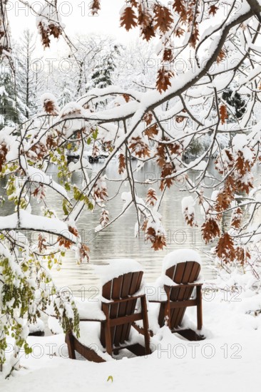 Two brown stained wooden Adirondack chairs by riverside framed by Salix - Willow and Quercus - Oak
