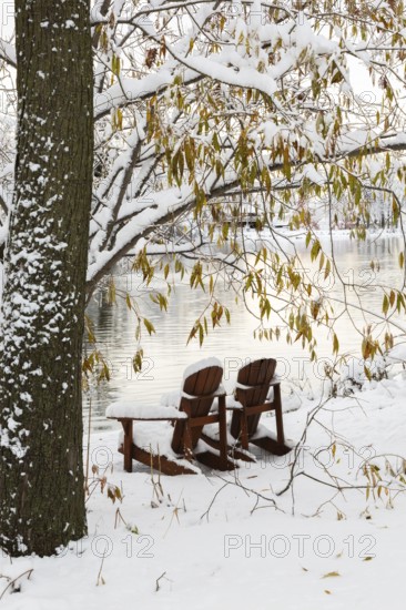 Two brown stained wooden Adirondack chairs by riverside framed by Salix - Willow tree branches