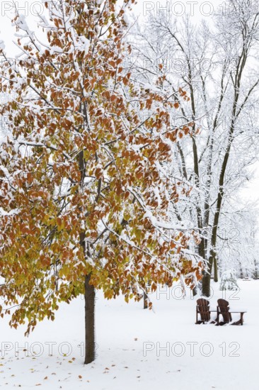 Fagus - Beech tree with leaves covered in winter like snow and two wooden Adirondack chairs in