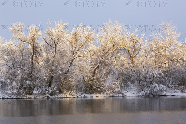 Mille Iles river and Ile des Moulins with Populus deltoides - Eastern Cottonwood trees covered with