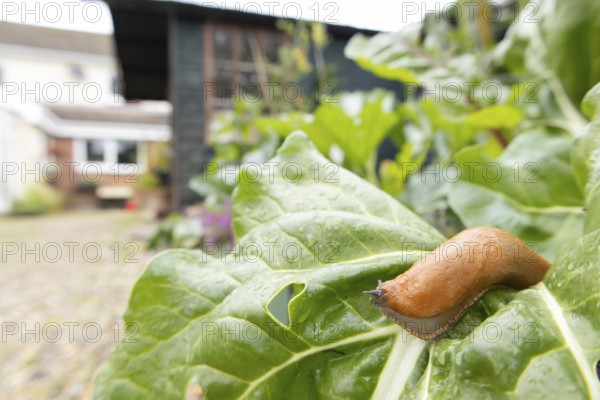 Red slug (Arion rufus) adult gastropod molluscs on a garden vegetable plant leaf with a house in