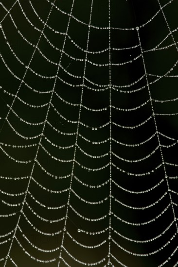 Dew water droplets on a spiders web, England, United Kingdom