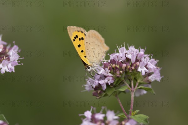 Small copper butterfly (Lycaena phlaeas) adult insect feeding on a garden purple Wild marjoram or